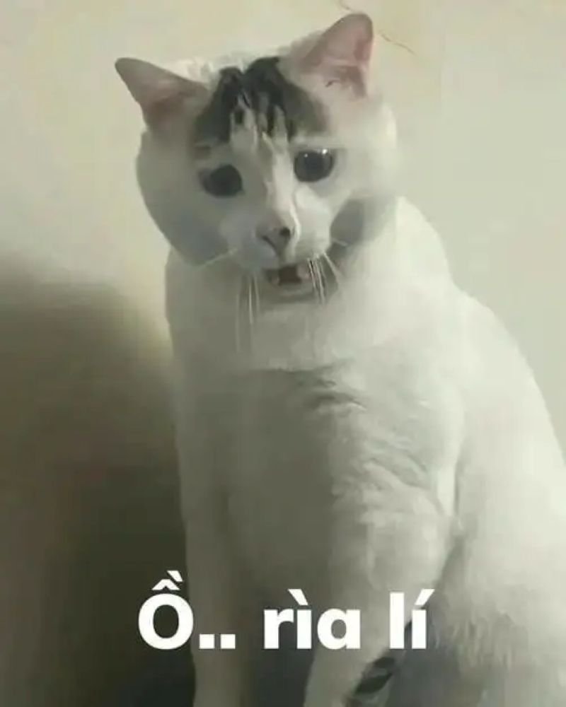 meme bựa vui nhộn xem là nghiện meme bựa vui nhộn xem là nghiện