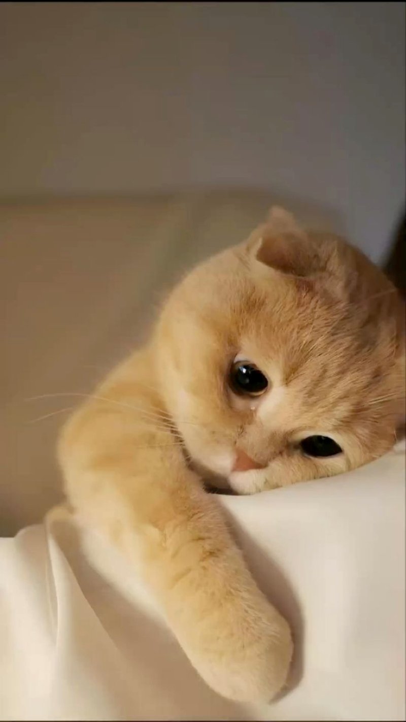 meme buồn dành cho người cô đơn