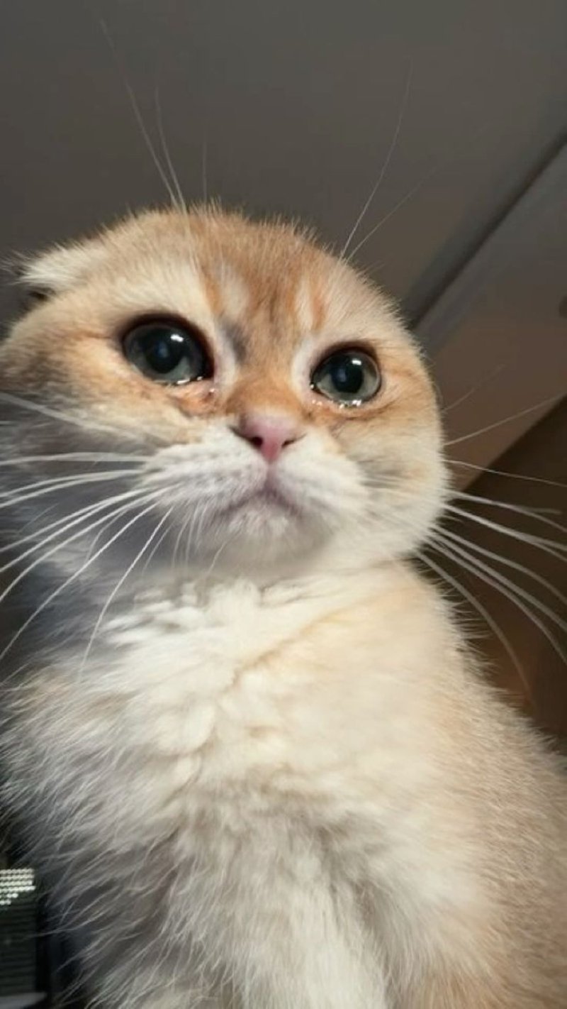 meme buồn khiến ai cũng đồng cảm