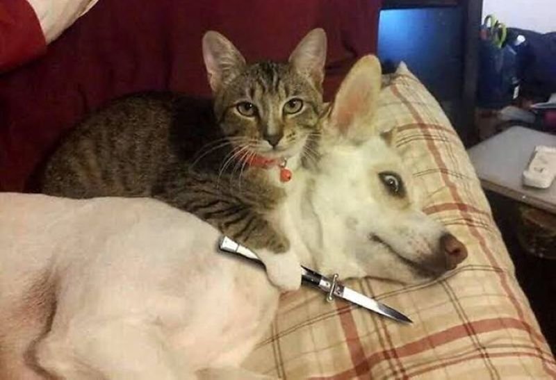 meme cầm dao biểu cảm siêu bất lực