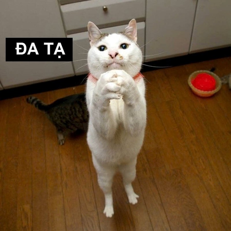 meme cảm ơn cực cute đăng story ngay