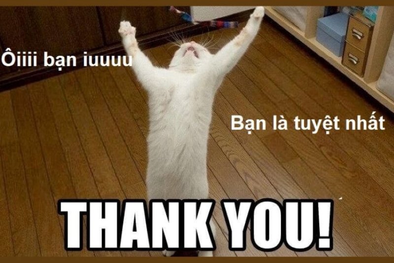 meme cảm ơn cute nhìn là muốn lưu