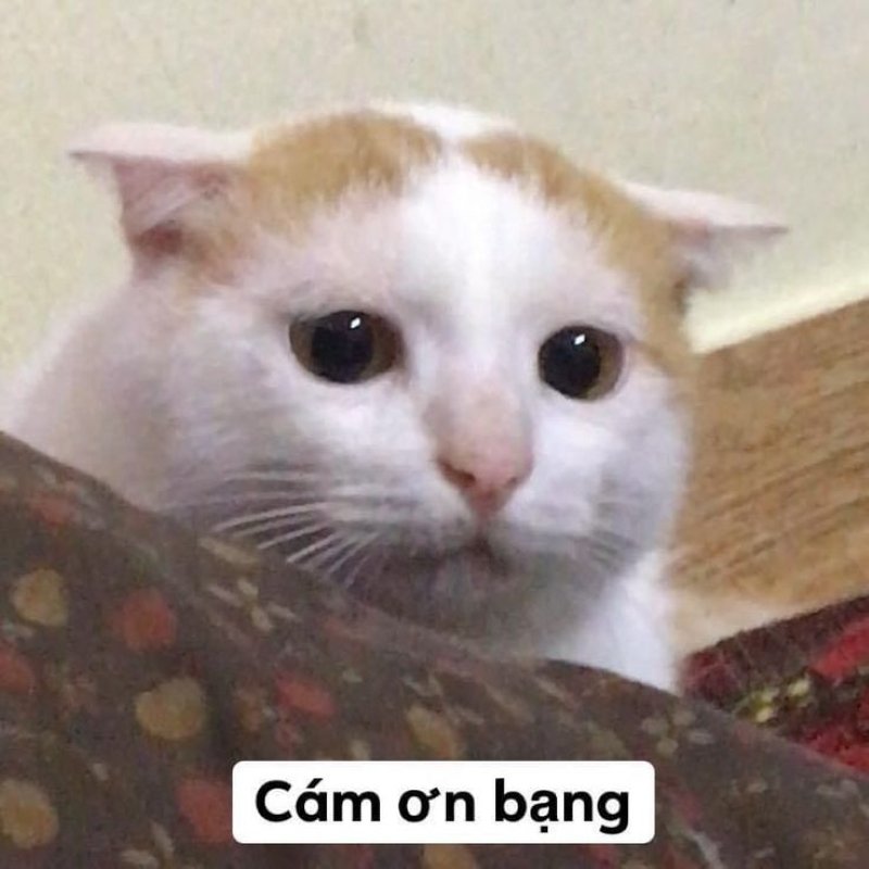 meme cảm ơn hài bựa dành cho dân mạng