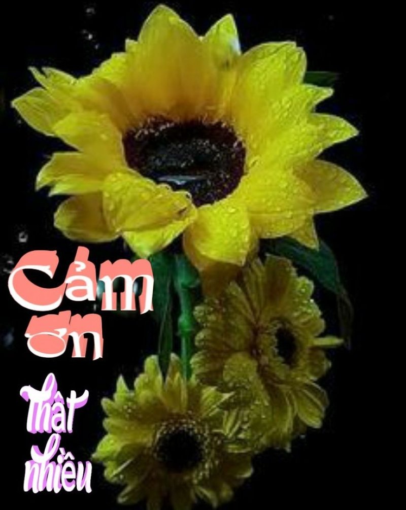 meme cảm ơn siêu lầy đang gây sốt