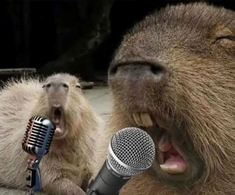meme capybara biểu cảm cực đáng yêu