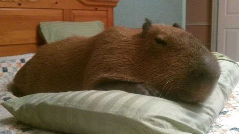 meme capybara biểu cảm cực lầy