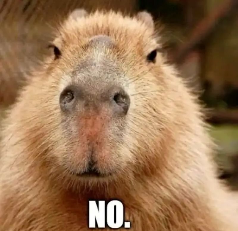 meme capybara biểu cảm đầy bất lực