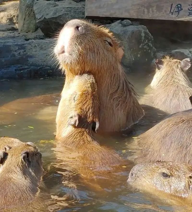 meme capybara biểu cảm gây bão mạng