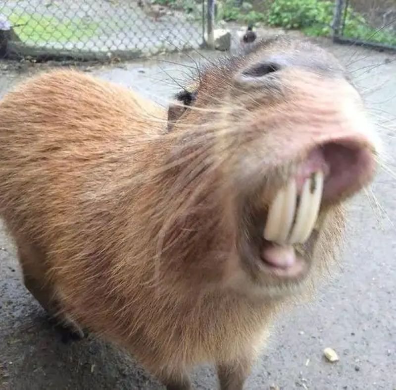 meme capybara chill không cần lý do