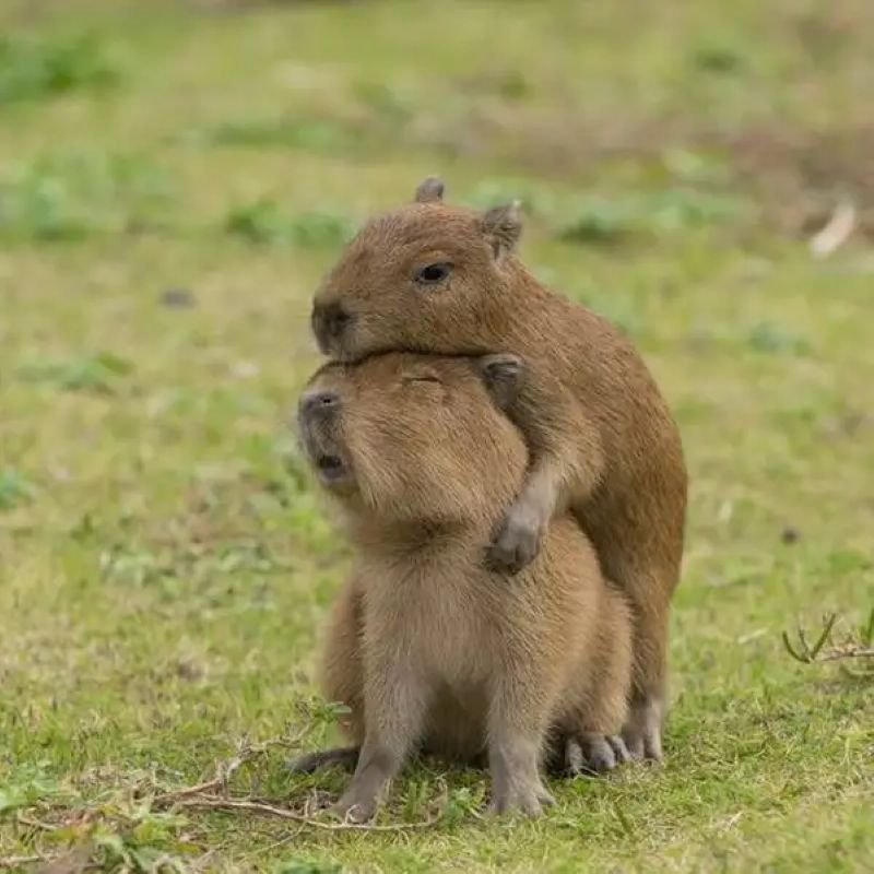 meme capybara cực chill cực đáng yêu