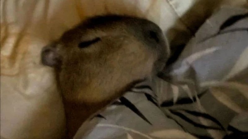 meme capybara cute nhìn là mê