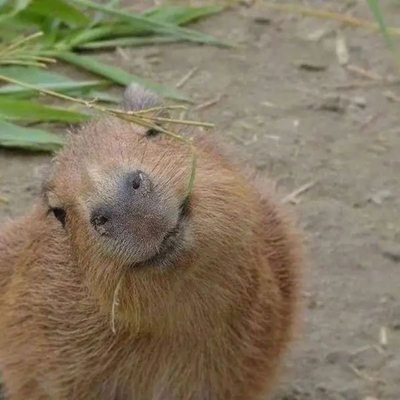 meme capybara đáng yêu gây nghiện