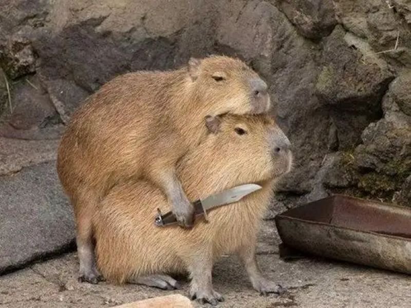 meme capybara đáng yêu nhất hôm nay