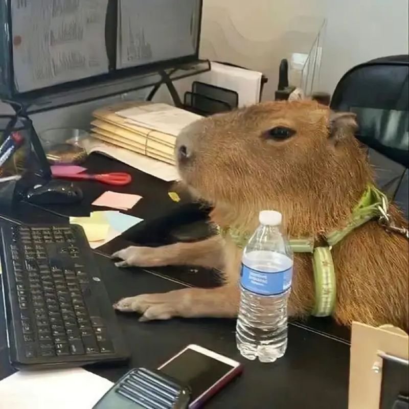 meme capybara hài cực viral