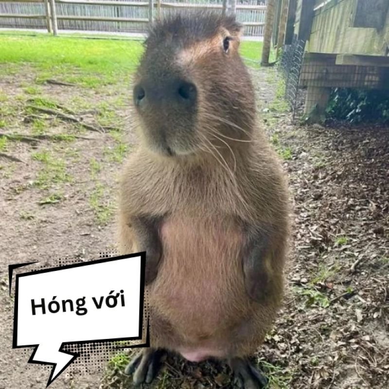 meme capybara hài hước siêu đáng yêu