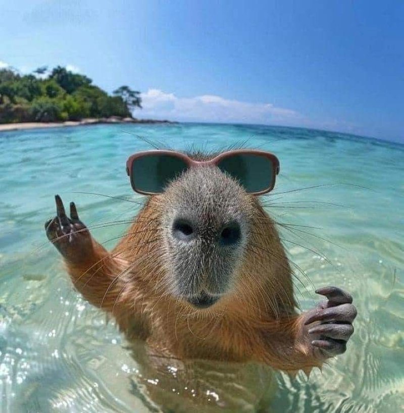 meme capybara hài lầy xem là cười
