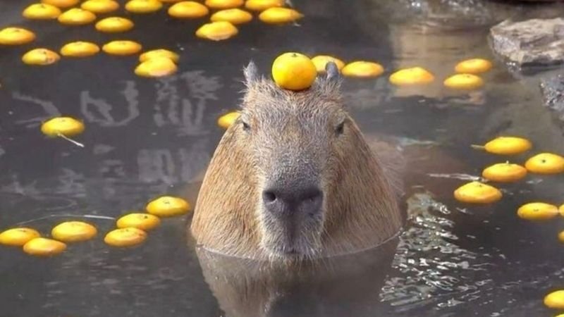 meme capybara khiến ai cũng bật cười