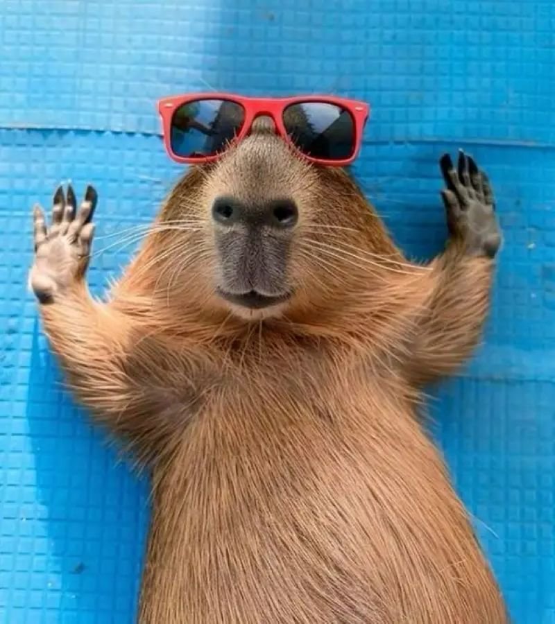 meme capybara ngơ ngác cực hài