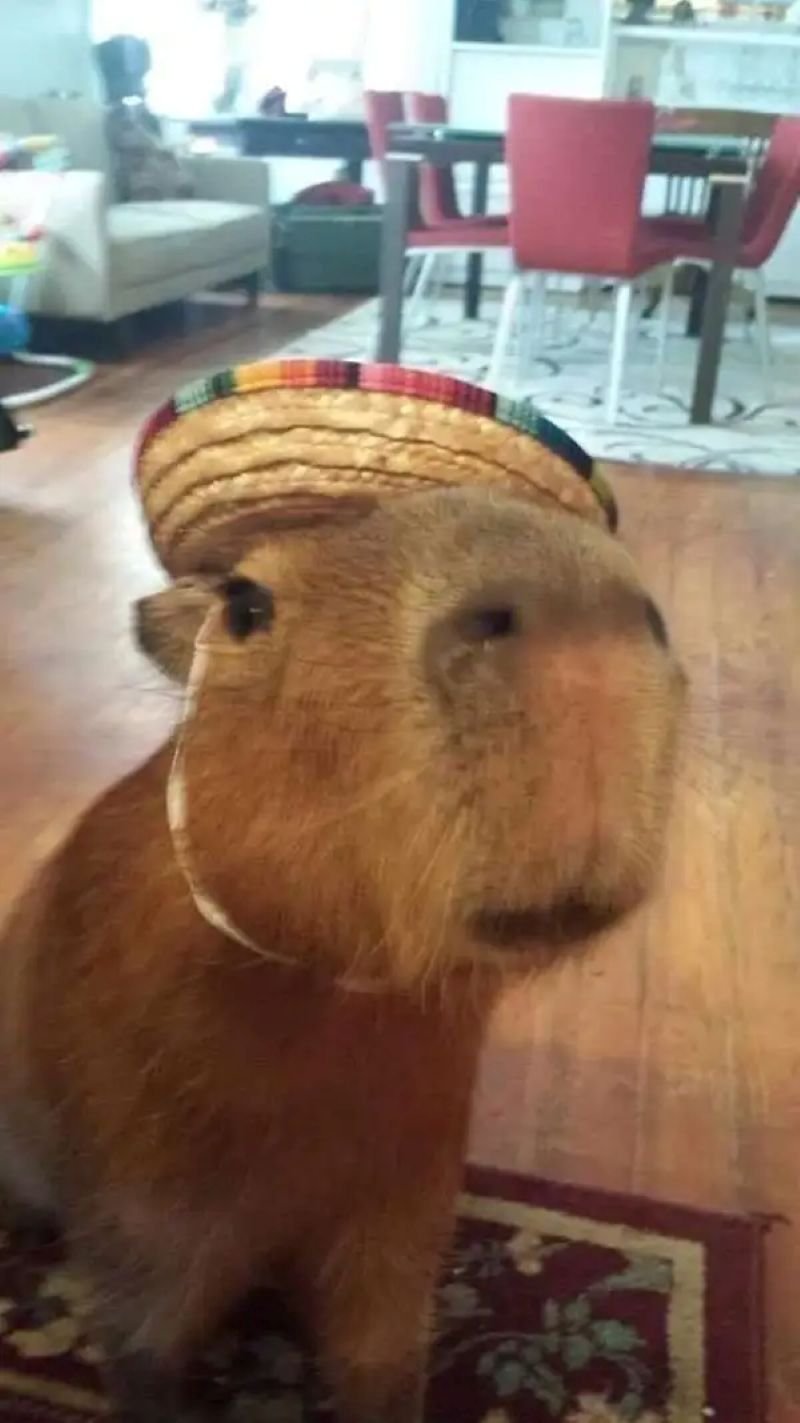 meme capybara phong cách chill cực chất