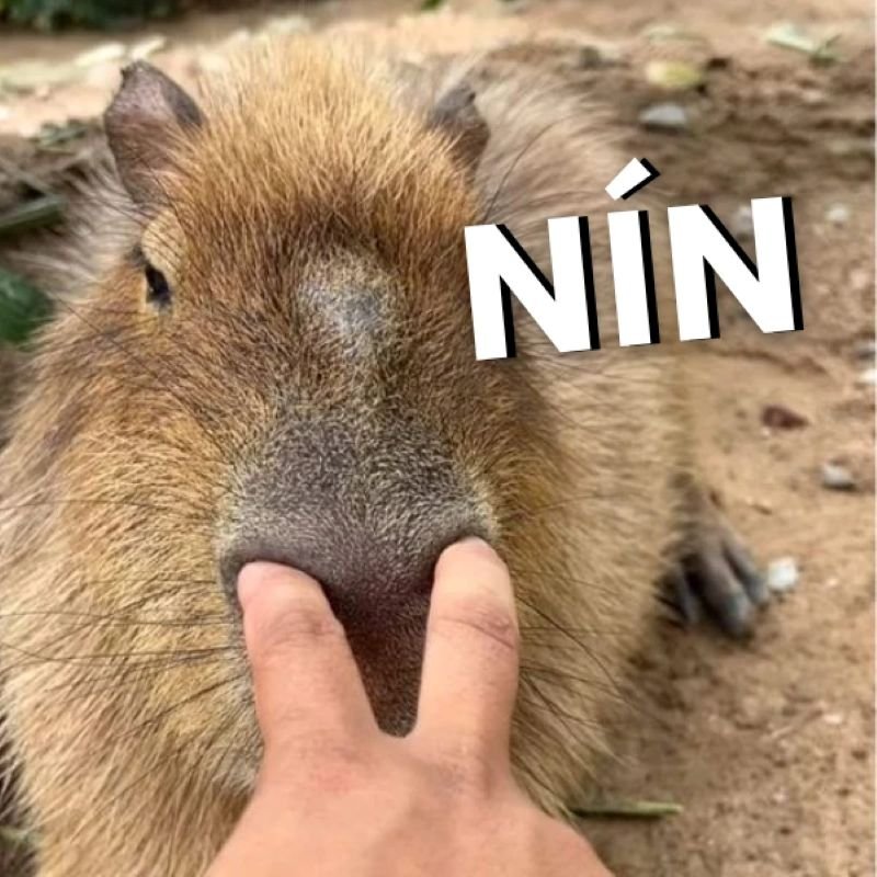 meme capybara thần thái cực kỳ chill