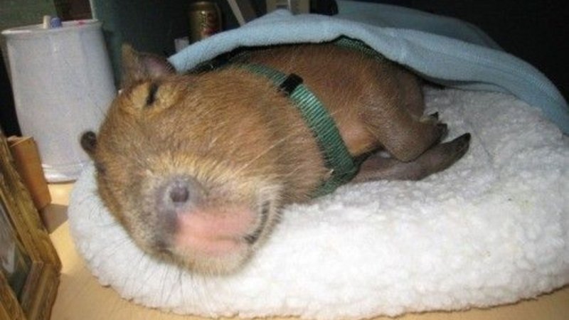 meme capybara thư giãn cực chill