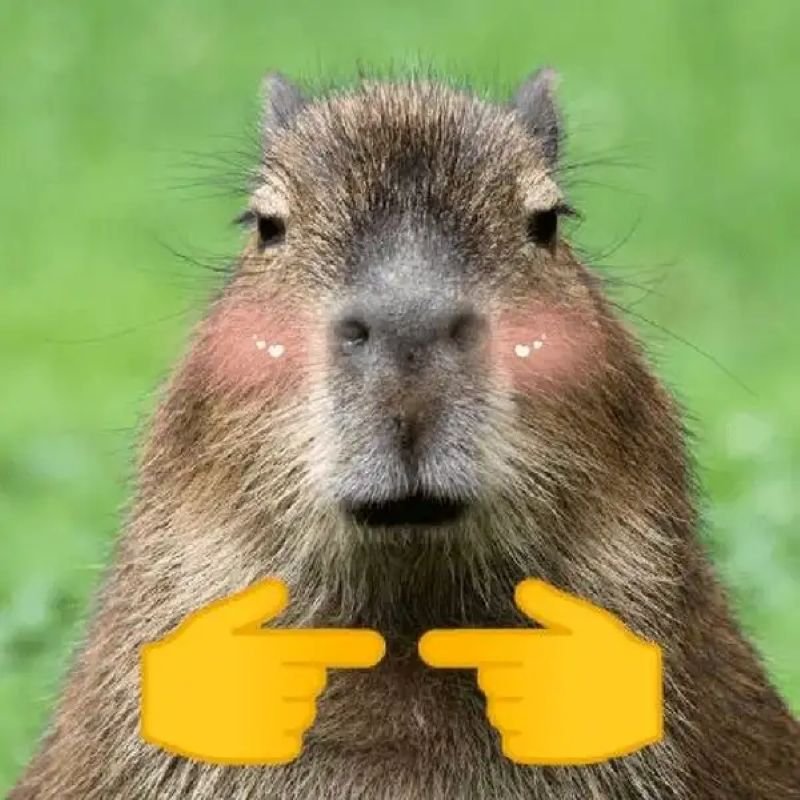 meme capybara thư giãn siêu dễ thương