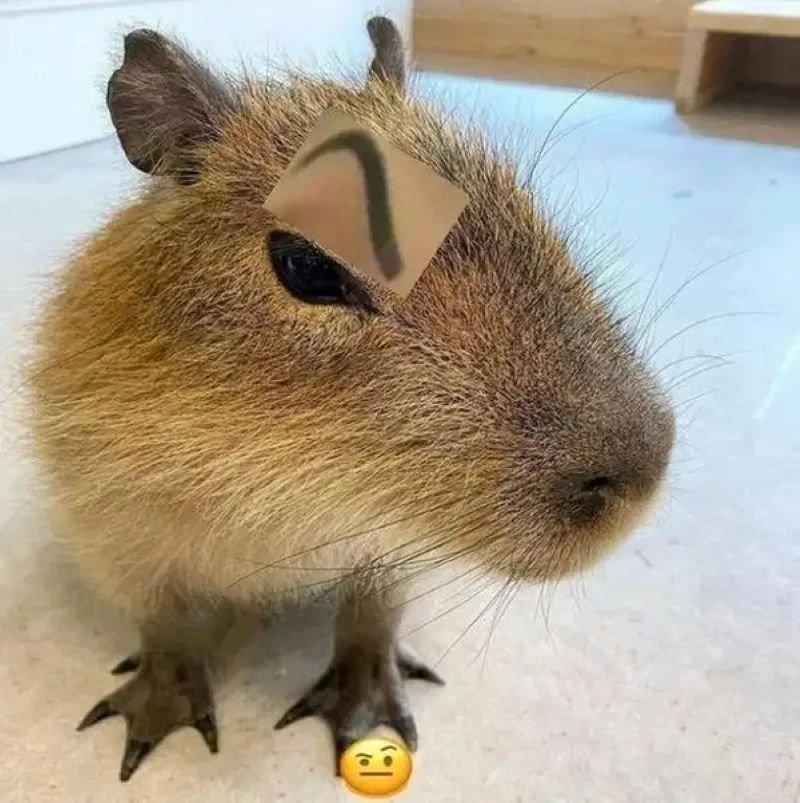 meme capybara với biểu cảm khó đỡ