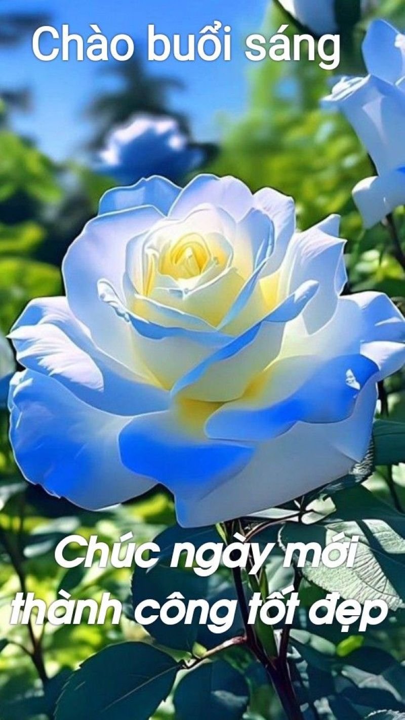 meme chào buổi sáng đáng yêu khiến bạn cười