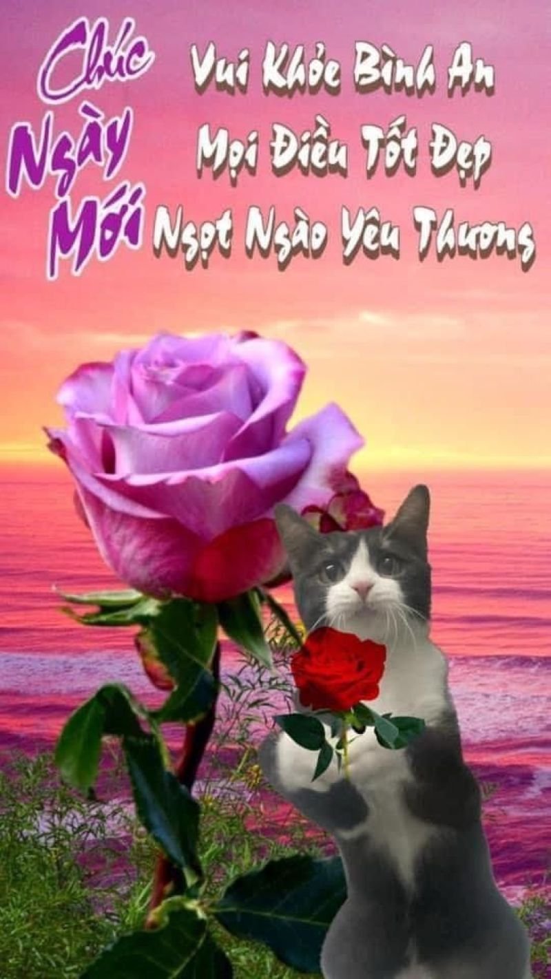 meme chào buổi sáng dễ thương đầy năng lượng