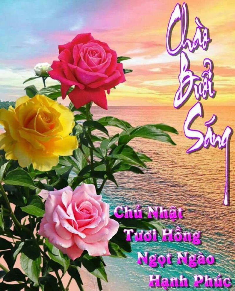 meme chào buổi sáng hài hước cực bắt mắt