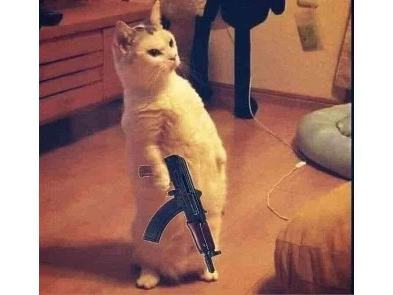 meme chế siêu mặn đang viral meme chế siêu mặn đang viral