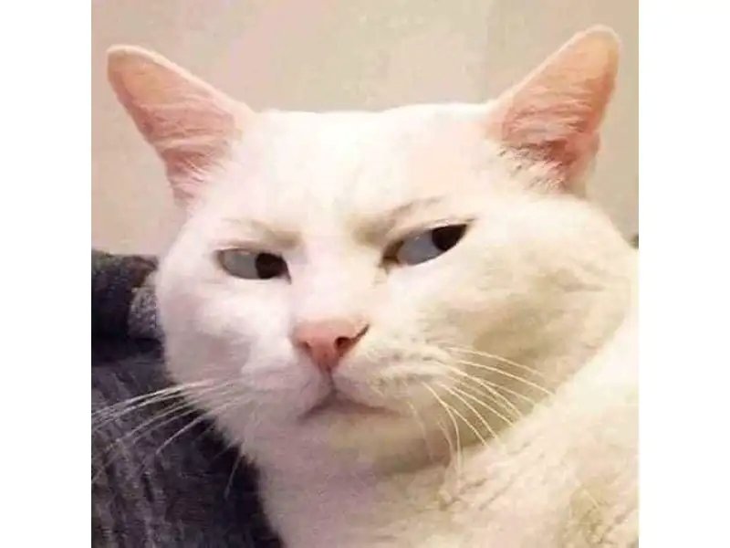 meme chế troll bạn thân cực vui meme chế troll bạn thân cực vui