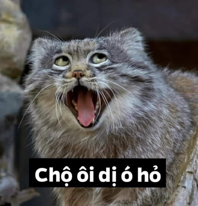 meme chế troll cực kỳ hài hước meme chế troll cực kỳ hài hước
