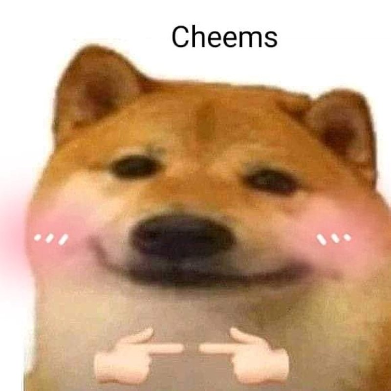 meme cheems hài hước nhìn là mê meme cheems hài hước nhìn là mê