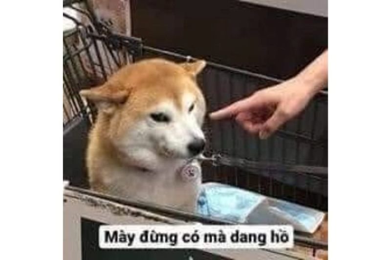 meme chỉ tay biểu cảm khiến dân mạng thích thú