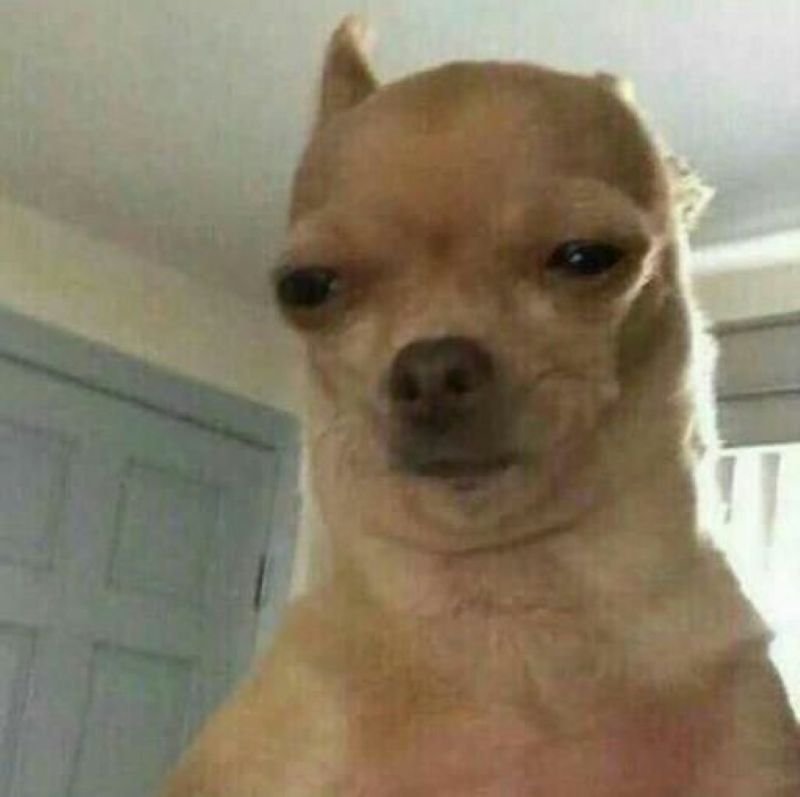 meme chihuahua biểu cảm cực hài hước