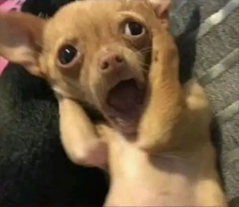 meme chihuahua biểu cảm cực kỳ lầy