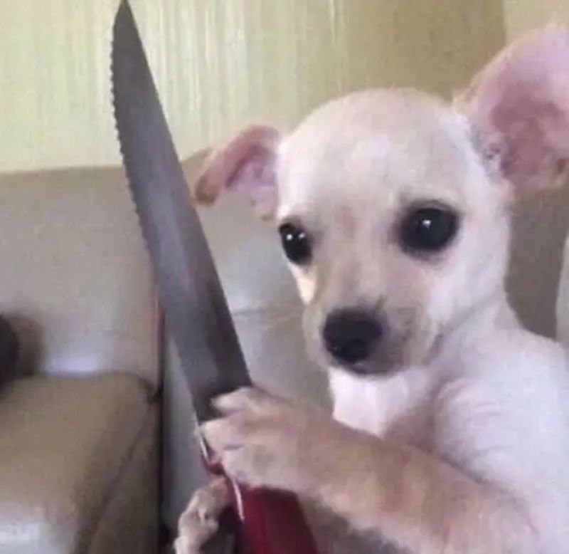 meme chihuahua biểu cảm cực phẩm trên mạng