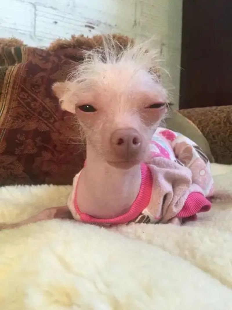 meme chihuahua biểu cảm gây sốt