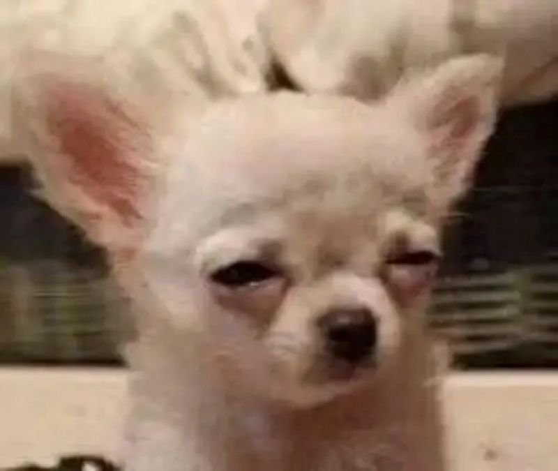 meme chihuahua biểu cảm khiến ai cũng cười