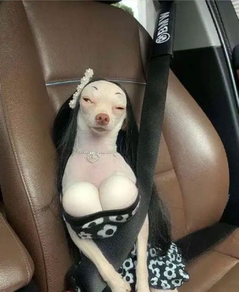 meme chihuahua biểu cảm khiến mạng xã hội thích thú