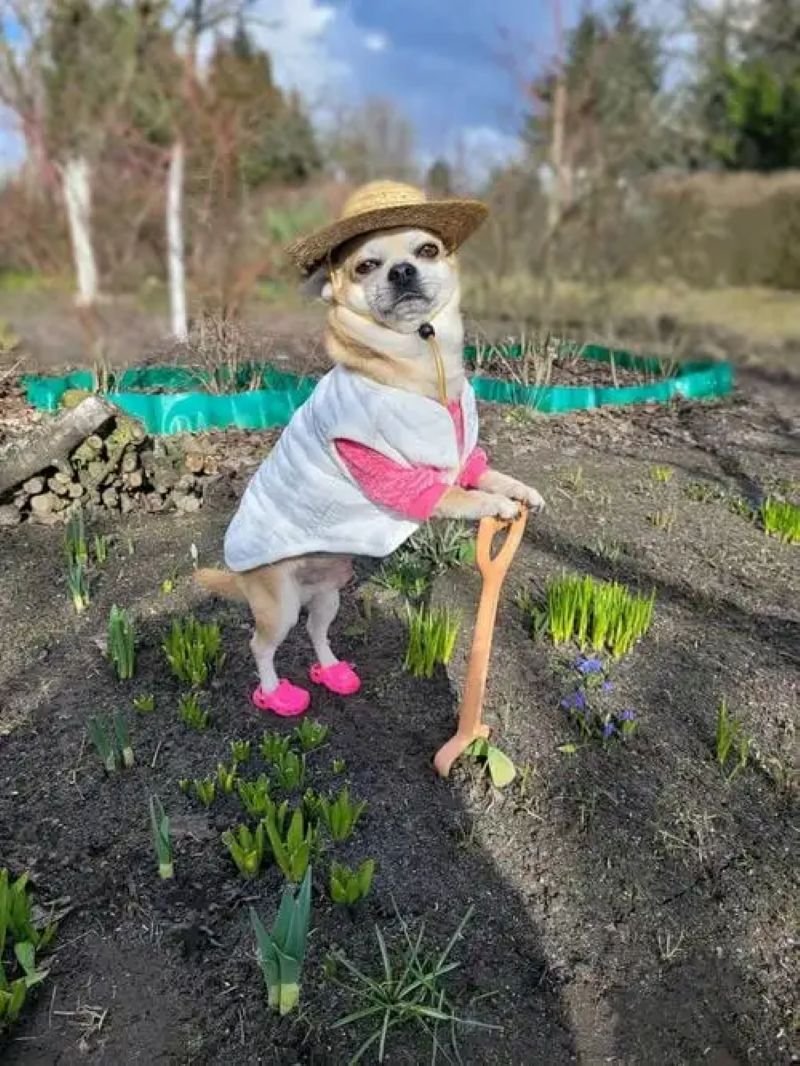 meme chihuahua cute khiến ai cũng thích