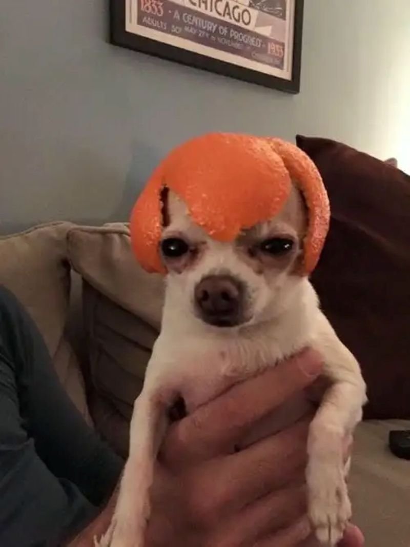 meme chihuahua cute nổi bật cực trend
