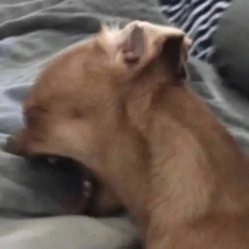 meme chihuahua cute với biểu cảm đỉnh