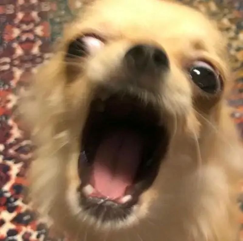 meme chihuahua đáng yêu đang được săn đón