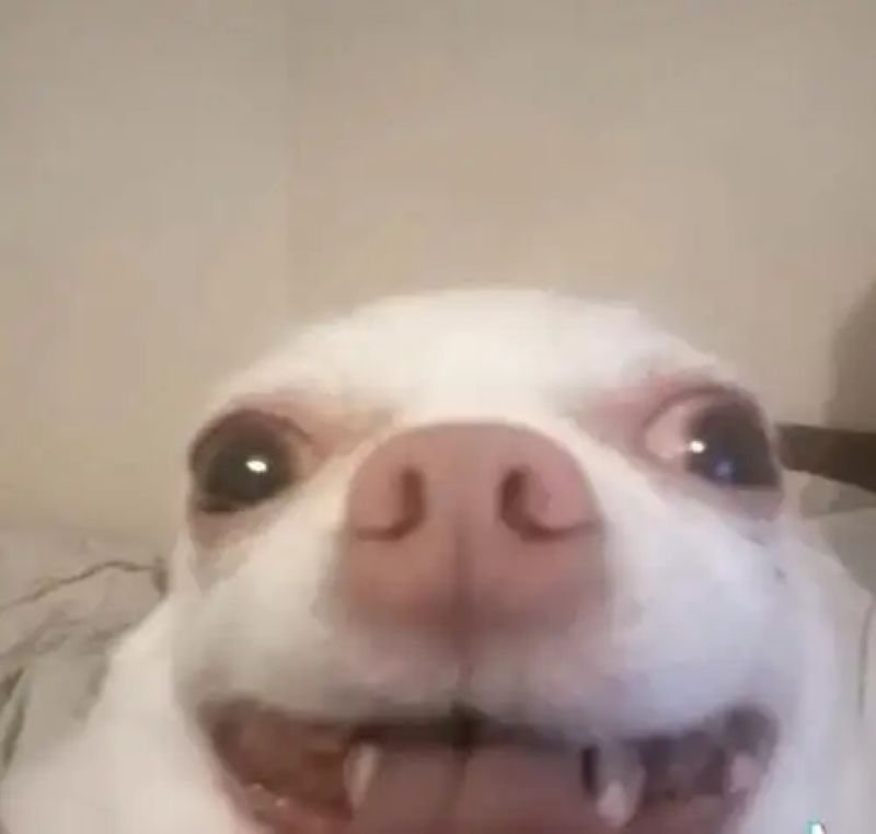 meme chihuahua đáng yêu hết phần thiên hạ