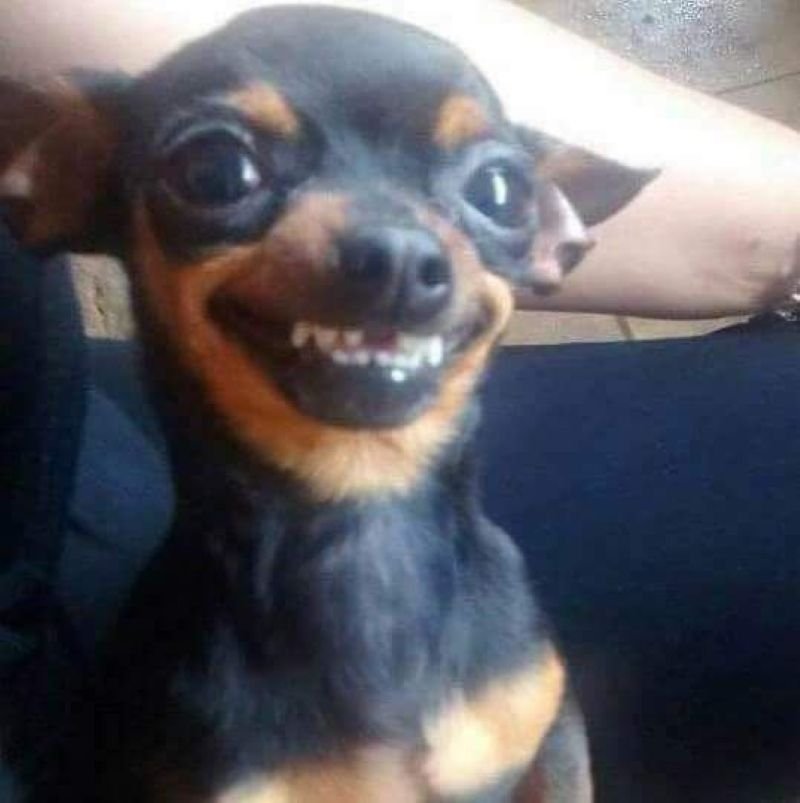 meme chihuahua đáng yêu siêu lầy