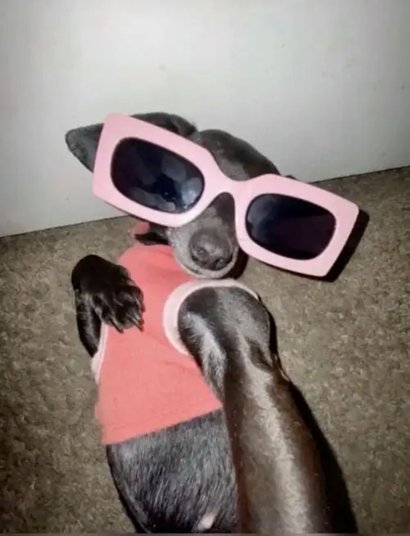 meme chihuahua gương mặt đầy biểu cảm
