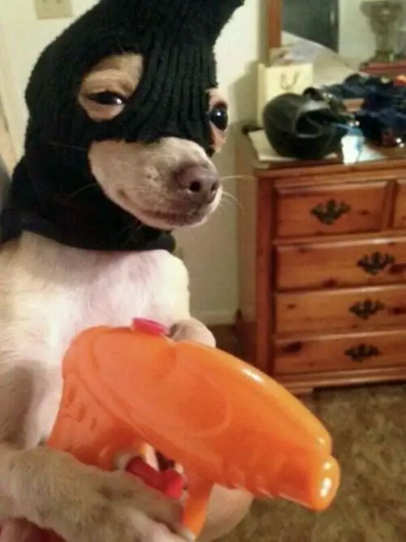 meme chihuahua gương mặt ngây ngô hài hước