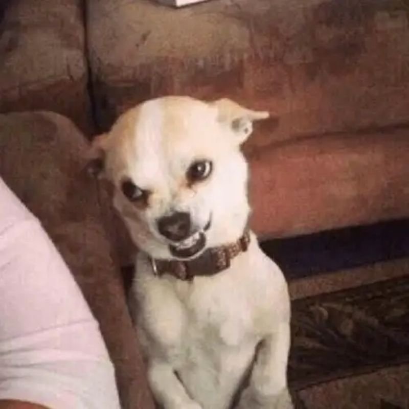 meme chihuahua hài hước đang viral